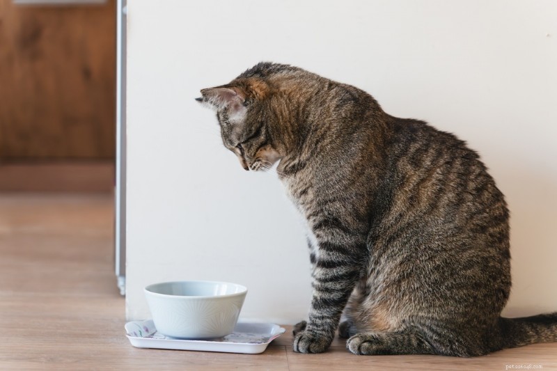 Krmivo pro kočky s omezenou složkou schválené veterinárním lékařem:6 nejlepších tipů pro kočky citlivé na alergii 