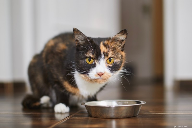 Hydrolyserat protein Kattfoder förklarat och expertproduktval 
