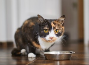 Hydrolyzed Protein Cat Food Explained & Expert Product Selections
