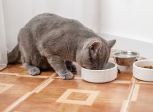 9 Reasons Your Cat Is Always Hungry — What It Means & How to Help