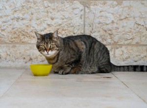 Top 10 Vet‑Approved Cat Foods for Weight Management