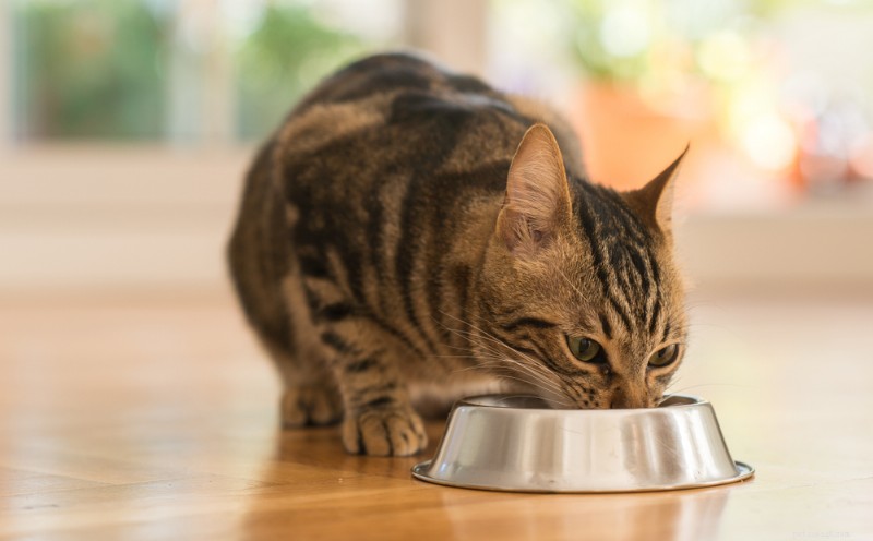 I 4 migliori alimenti per gatti per sostenere la salute dei reni 