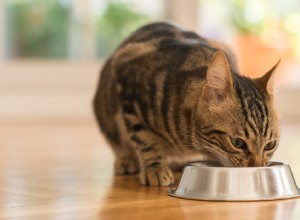 Top 4 Cat Foods to Support Kidney Health