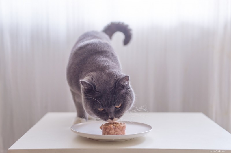 I 4 migliori alimenti per gatti per sostenere la salute dei reni 