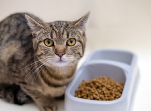 How Many Calories Does a Cat Need? A Guide to Healthy Cat Nutrition