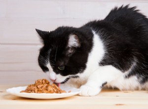 Senior Cat Nutrition: Expert Guide to Feeding Your Aging Feline