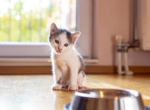 8 Cat Feeding Mistakes That Could Harm Your Feline—and How to Fix Them