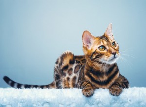 Top 9 Cat Breeds for Friendly, Easy‑going Homes