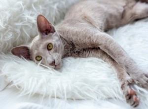 9 Highly Vocal Cat Breeds That Love to Talk