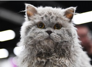 Explore Nine Curly‑Haired Cat Breeds Known for Their Beautiful Locks