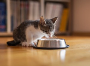 Essential Cat Food Storage Guide: 7 Expert Tips for Fresh, Nutritious Meals