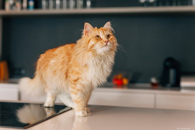 Guia essencial de armazenamento de alimentos para gatos:7 dicas de especialistas para refeições frescas e nutritivas 