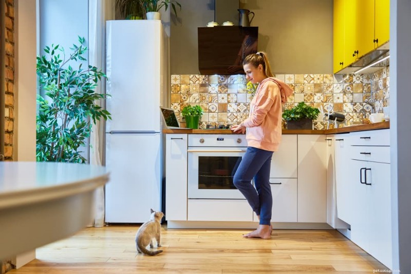 Guia essencial de armazenamento de alimentos para gatos:7 dicas de especialistas para refeições frescas e nutritivas 