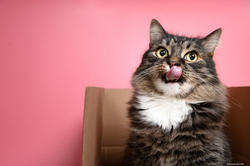 Guia essencial de armazenamento de alimentos para gatos:7 dicas de especialistas para refeições frescas e nutritivas 