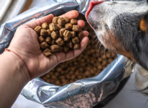 Why Storing Your Dog’s Food Bag Is a Smart Move: 5 Key Benefits