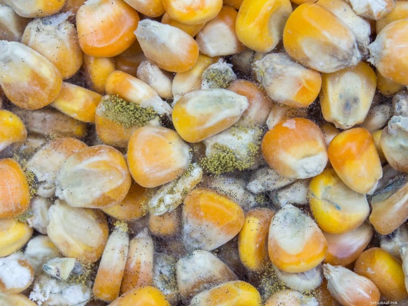 Aflatoxin i hundfoder:Skydda ditt husdjur – Viktiga fakta och säkerhetstips 