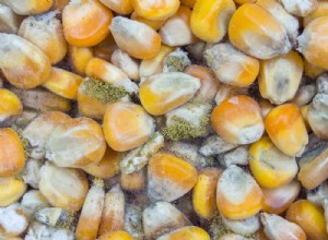 Aflatoxin in Dog Food: Protect Your Pet – Essential Facts & Safety Tips