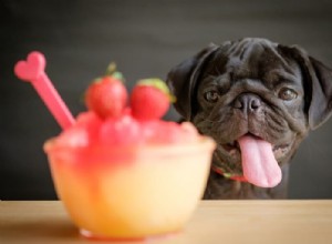 160 Stylish Alcohol-Inspired Dog Names for Your Party-Loving Pup