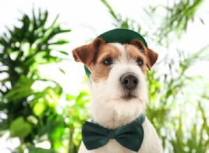 120 Irish Dog Names: Classic, Trendy, and Unforgettable