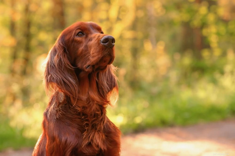 120 irländska hundnamn:Klassiskt, trendigt och oförglömligt 