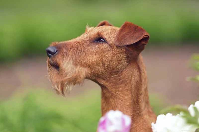 120 irländska hundnamn:Klassiskt, trendigt och oförglömligt 