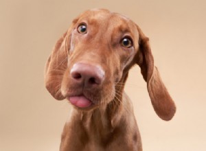 180 Charming Human Names for Your Dog