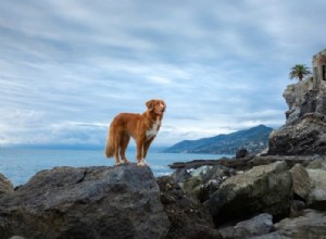 115+ Timeless Latin Dog Names for Your Sophisticated Pup