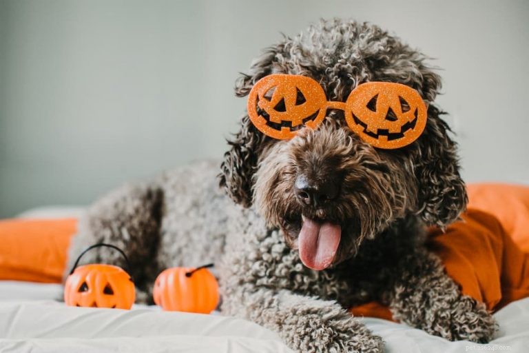 134 noms de chiens effrayants pour votre chiot prêt pour Halloween 