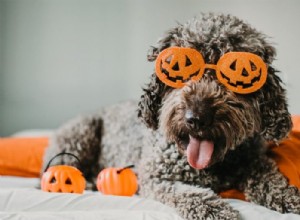 134 Spooky Dog Names for Your Halloween-Ready Pup
