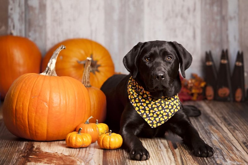 134 noms de chiens effrayants pour votre chiot prêt pour Halloween 