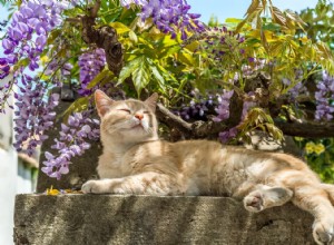 135 Botanical Names for Cats: A Gardener s Guide to Naming Your Feline Friend