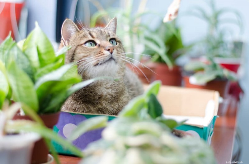 135 botanických názvů pro kočky:Zahradníkova příručka pro pojmenování vašeho kočičího přítele 