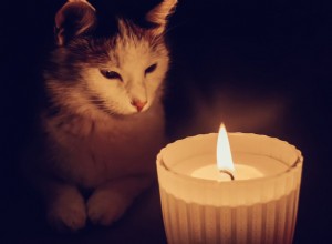 168 Gothic-Inspired Cat Names for the Mysterious Feline in Your Life