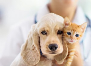 153 Authentic Mexican Cat Names for Your Furry Friend