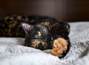170 Stylish Names for Your Tortoiseshell Cat