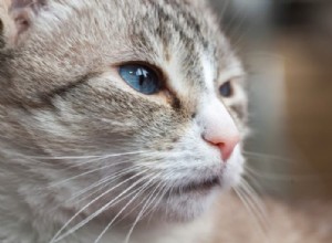 210 Inspiring Female Cat Names from History’s Strong Women