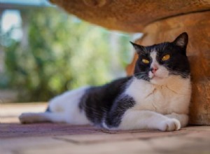 153 Vibrant Spanish Cat Names to Charm Your Feline Friend