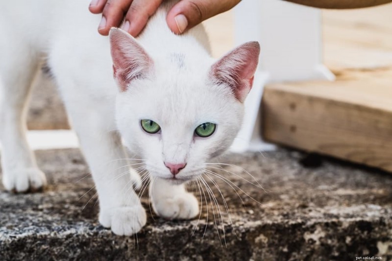 153 livfulla spanska kattnamn för att charma din kattvän 