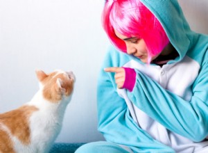 Top 55 Pokémon-Inspired Names for Your Cat