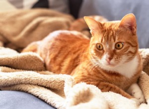 93 Charming Names for Striped & Swirled Tabby Cats
