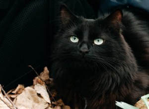 130 Divine Cat Names to Honor Your Spiritual Companion