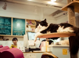 49 Trending Korean Cat Names with Cultural Meanings