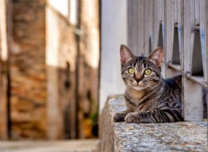 Over 100 Elegant Italian Cat Names for Your Feline