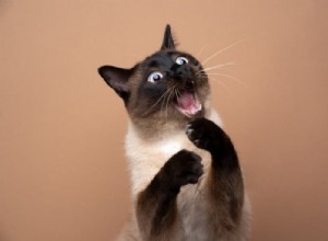 115 Clever Cat Names for Playful Felines