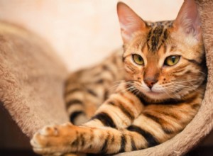 85 Trending Unisex Cat Names for Every Gender