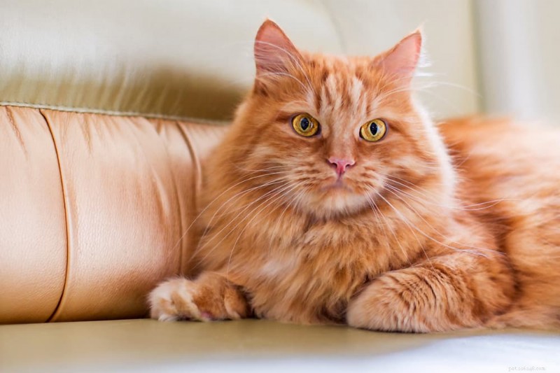 性別ごとに人気のユニセックス猫の名前 85 選 