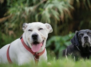 Managing Multiple Lipomas in Senior Dogs: Diagnosis, Treatment, and Care