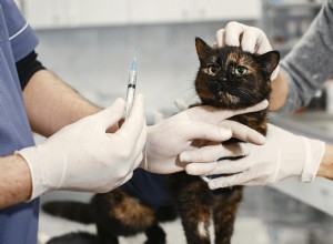 Fine Needle Aspiration in Pets: A Clear Guide for Owners
