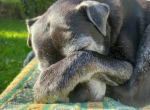 Canine Hypothyroidism: Recognizing Symptoms, Diagnosis, and Effective Treatment for a Healthier Life