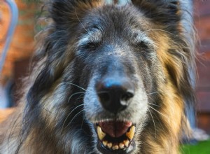 Senior Pet Bloodwork: What Your Vet Is Checking and Why It Matters